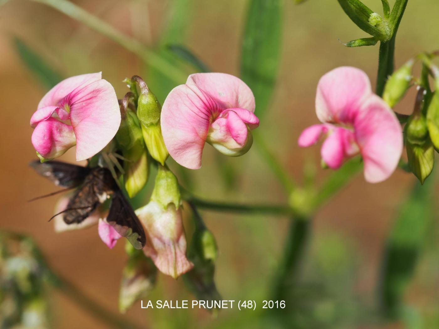 Everlasting-pea, Narrow-leaved flower